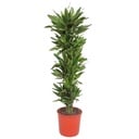 Dracaena Golden Coast - 200 cm - ø34