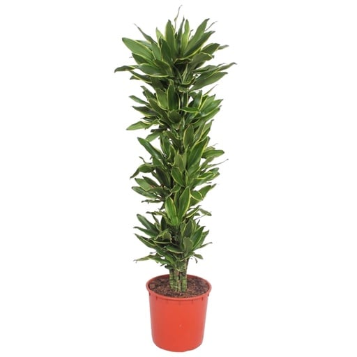 "Dracaena Golden Coast - 200 cm - ø34 image"