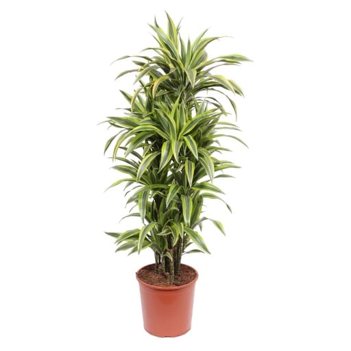 "Dracaena Lemon Lime - 150 cm - ø30 image"