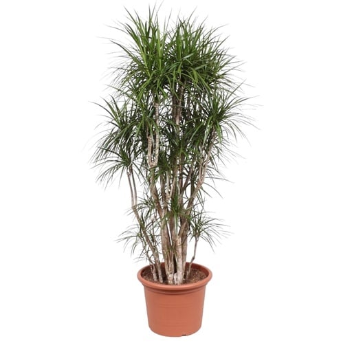 "Dracaena Marginata branched - 210 cm - ø50 image"