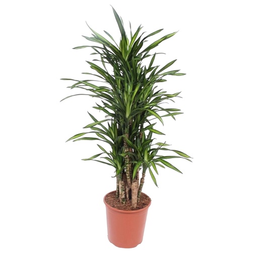"Dracaena Riki - 140 cm - ø30 image"