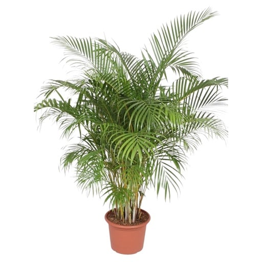 "Dypsis Lutescens (Areca Palm) - 200 cm - ø40 image"