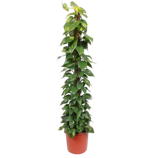 "Epipremnum Aureum Moosstab - 180 cm - ø34 image"