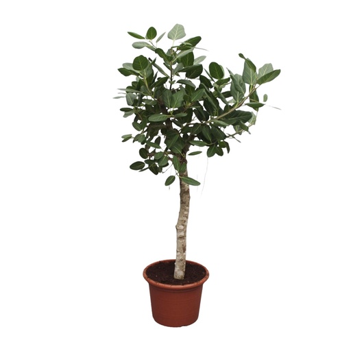 "Ficus Benghalensis tree - 200 cm - ø50 image"