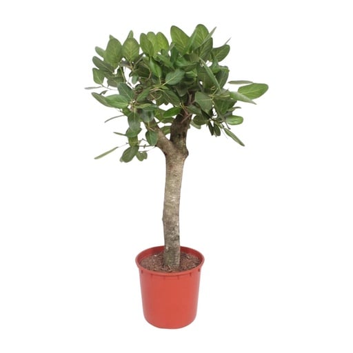 "Ficus Benghalensis tree - 150 cm - ø30 image"
