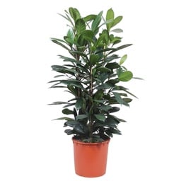 Afrikanischer Feigenbaum (Ficus cyathistipula) – pflegeleichte Zimmerpflanze, Hö