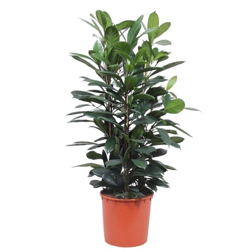 "Ficus Cyathistipula Strauch - 140 cm - ø34 image"
