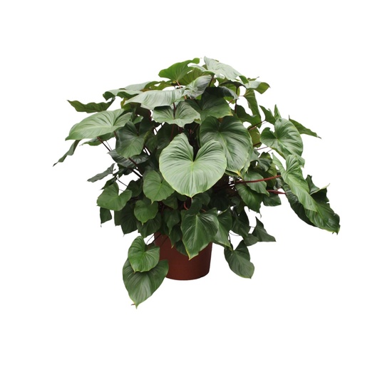 "Homalomena Rubescens Maggy - 170 cm - ø60 image"