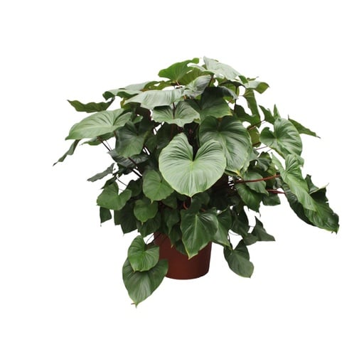 "Homalomene 'Maggy' (Homalomena rubescens) – pflegeleichte Zimmerpflanze, Topf-Ø 60 cm, Höhe ca. 170 cm image"
