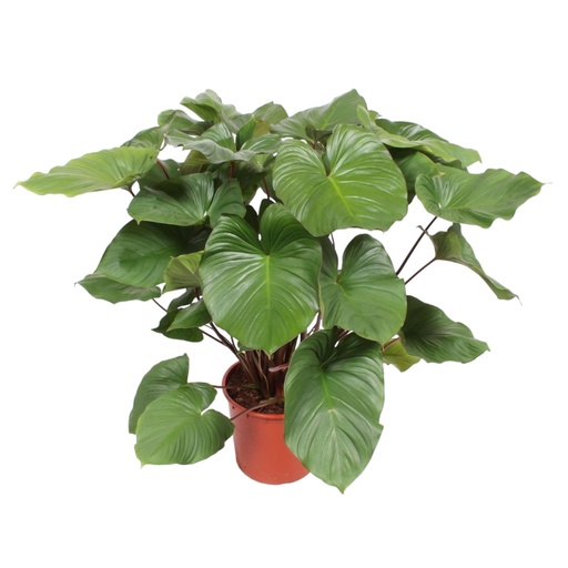 "Homalomena Rubescens Maggy - 100 cm - ø24 image"