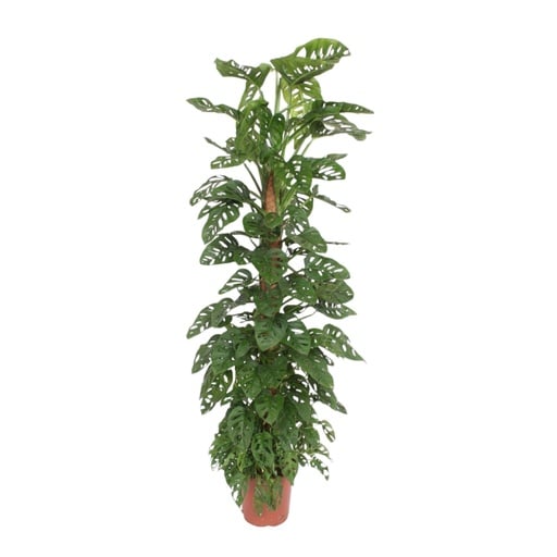 "Monstera Monkey Leaf moss stick - 160 cm - ø27 image"