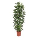 Monstera Affenblatt Netzgestell - 180 cm - ø27