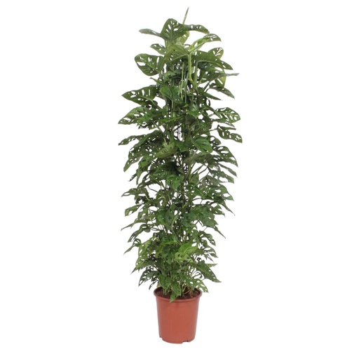 "Monstera Affenblatt Netzgestell - 180 cm - ø27 image"