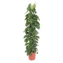 Philodendron Scandens wire mesh rack - 150 cm - ø27