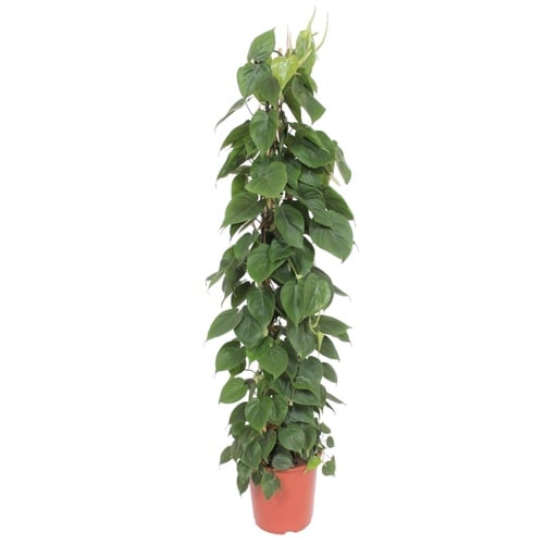 "Philodendron Scandens wire mesh rack - 150 cm - ø27 image"