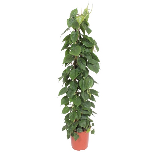"Philodendron Scandens wire mesh rack - 150 cm - ø27 image"