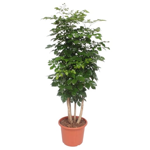 "Radermachera Hainanensis - 190 cm - ø34 image"