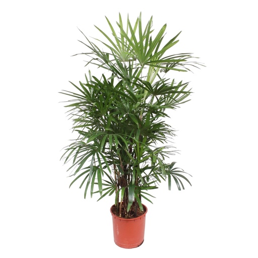 "Steckenpalme (Rhapis excelsa) – pflegeleichte Zimmerpflanze, Höhe ca. 190 cm image"