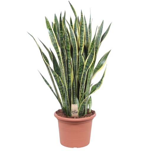 "Sansevieria Laurentii - 100 cm - ø35 image"