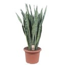 Sansevieria Zeylenica - 110 cm - ø35