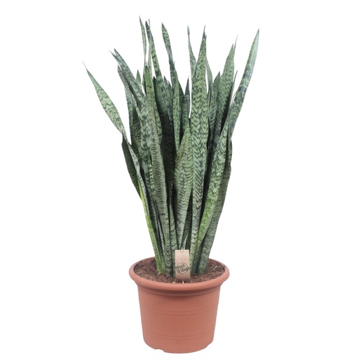 "Sansevieria Zeylenica - 110 cm - ø35 image"