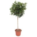 Schefflera Arboricola Compacta tree - 190 cm - ø45