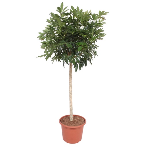 "Schefflera Arboricola Compacta tree - 190 cm - ø45 image"