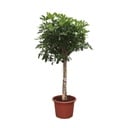 Schefflera Arboricola Compacta tree - 190 cm - ø45
