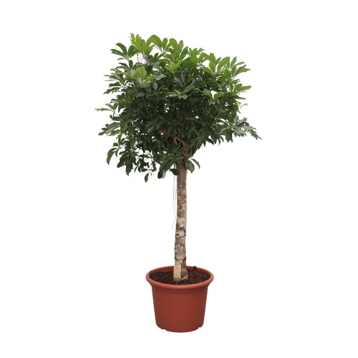 "Schefflera Arboricola Compacta tree - 190 cm - ø45 image"