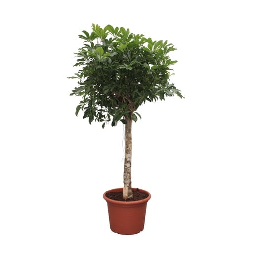"Strahlenaralie (Schefflera arboricola) – pflegeleichte Zimmerpflanze, Höhe ca. 190 cm image"