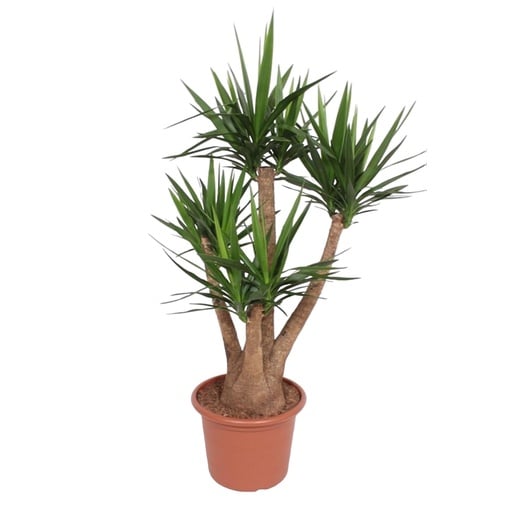 "Palmlilie (Yucca elephantipes) – pflegeleichte Zimmerpflanze, Höhe ca. 170 cm image"