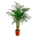 Dypsis Lutescens (Areca Palm) - 160 cm - ø27