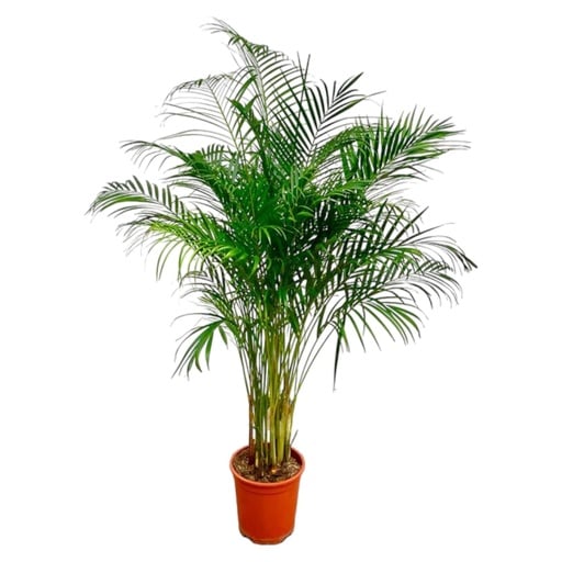 "Goldfruchtpalme (Dypsis lutescens) – pflegeleichte Zimmerpflanze, Höhe ca. 160 cm image"