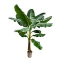 Bananenpflanze (Musa) - 250 cm - ø30