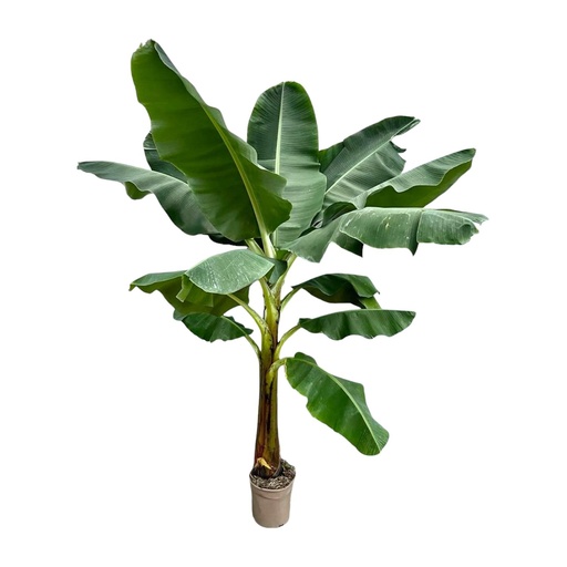 "Banana plant (Musa) - 250 cm - ø30 image"
