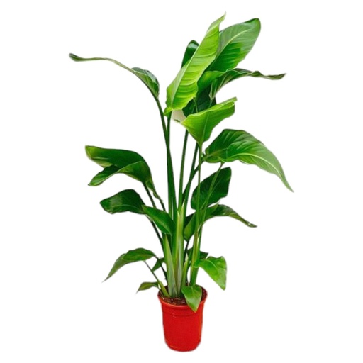 "Strelitzia Nicolai - 70-100 cm - ø17 image"