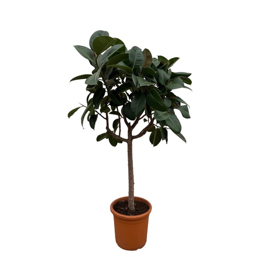 "Ficus Elastica Robusta on stem - 190 cm - ø35-40cm image"