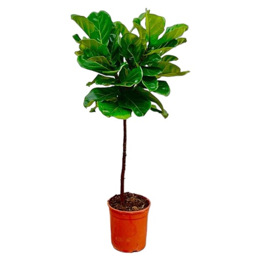 "Ficus Lyrata stem - 130 cm - ø24 image"