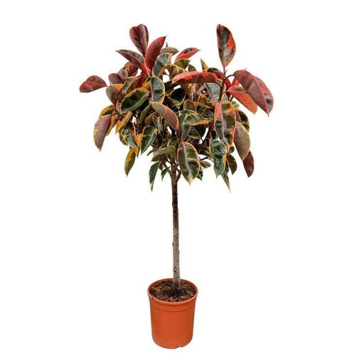 "Ficus Elastica Belize on trunk - 130 cm - ø24 image"