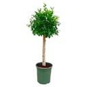 Ficus Nitida on trunk - 130 cm - ø30