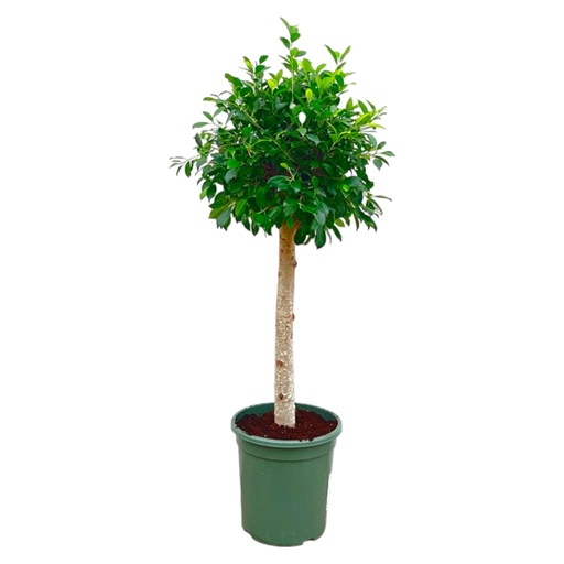 "Ficus Nitida on trunk - 130 cm - ø30 image"