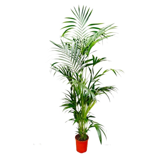 "Kentia-Palme (Tracheophyta) – pflegeleichte Zimmerpflanze, Höhe ca. 200 cm image"