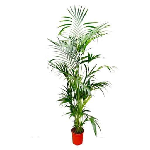 "Kentiapalme (Howea forsteriana) – pflegeleichte Zimmerpflanze, Topf-Ø 24–30 cm, Höhe ca. 200 cm image"