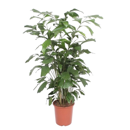 "Caryota Mitis - 140 cm - ø27 image"