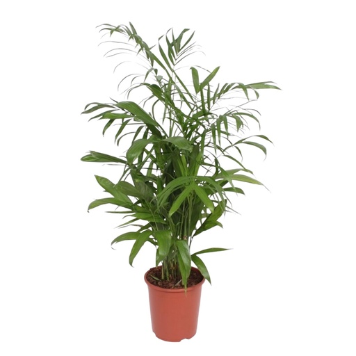 "Bambuspalme (Chamaedorea seifrizii) – pflegeleichte Zimmerpflanze, Höhe ca. 140 cm image"