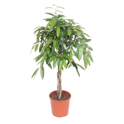 "Ficus Amstel King braided trunk - 140 cm - ø30 image"