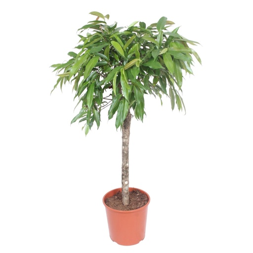 "Ficus Amstel King - 130 cm - ø30 image"