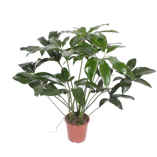 "Philodendron Green Wonder - 100 cm - ø24 image"