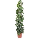 Philodendron Scandens wire mesh rack - 160 cm - ø27