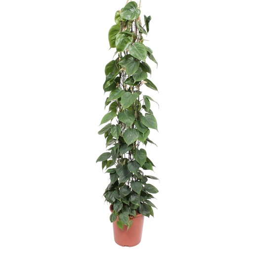 "Philodendron Scandens wire mesh rack - 160 cm - ø27 image"